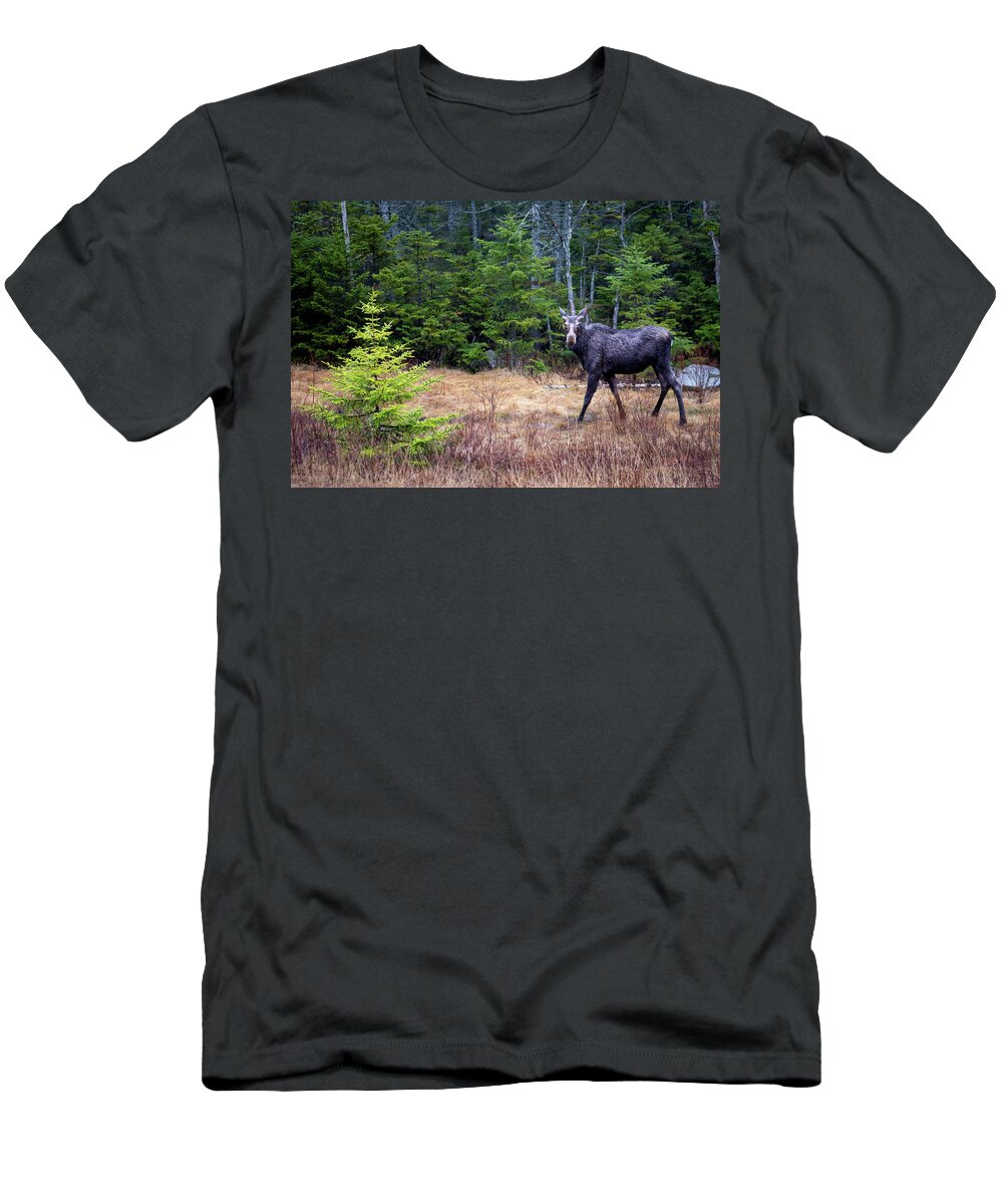 Nature T-Shirt featuring the photograph Moose in the Rain along the Kancamagus Highway in New Hampshire by William Dickman