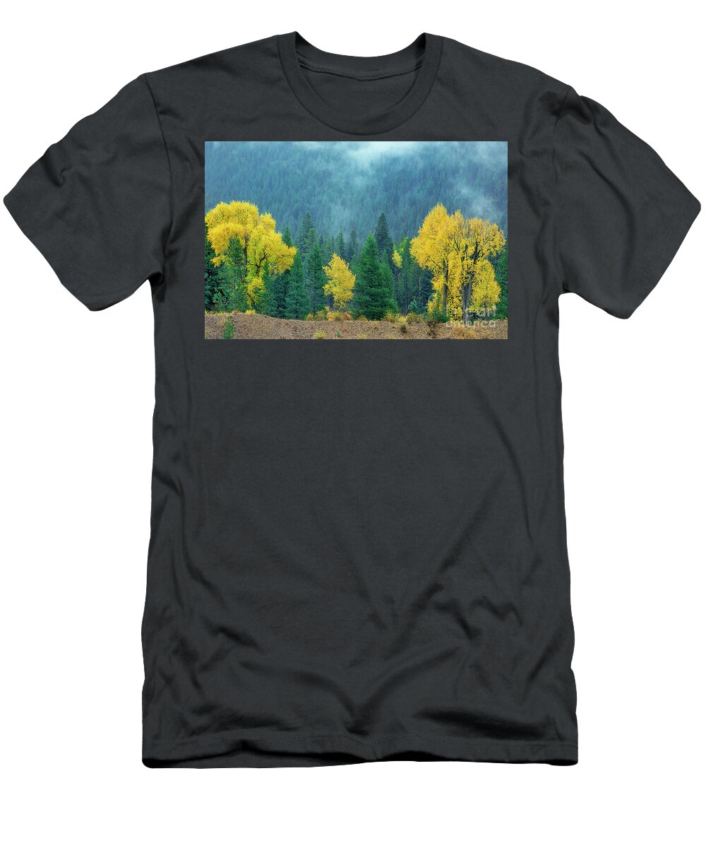 Dave Welling T-Shirt featuring the photograph Narrowleaf Cottonwoods And Blur Spruce Trees In Grand Tetons by Dave Welling