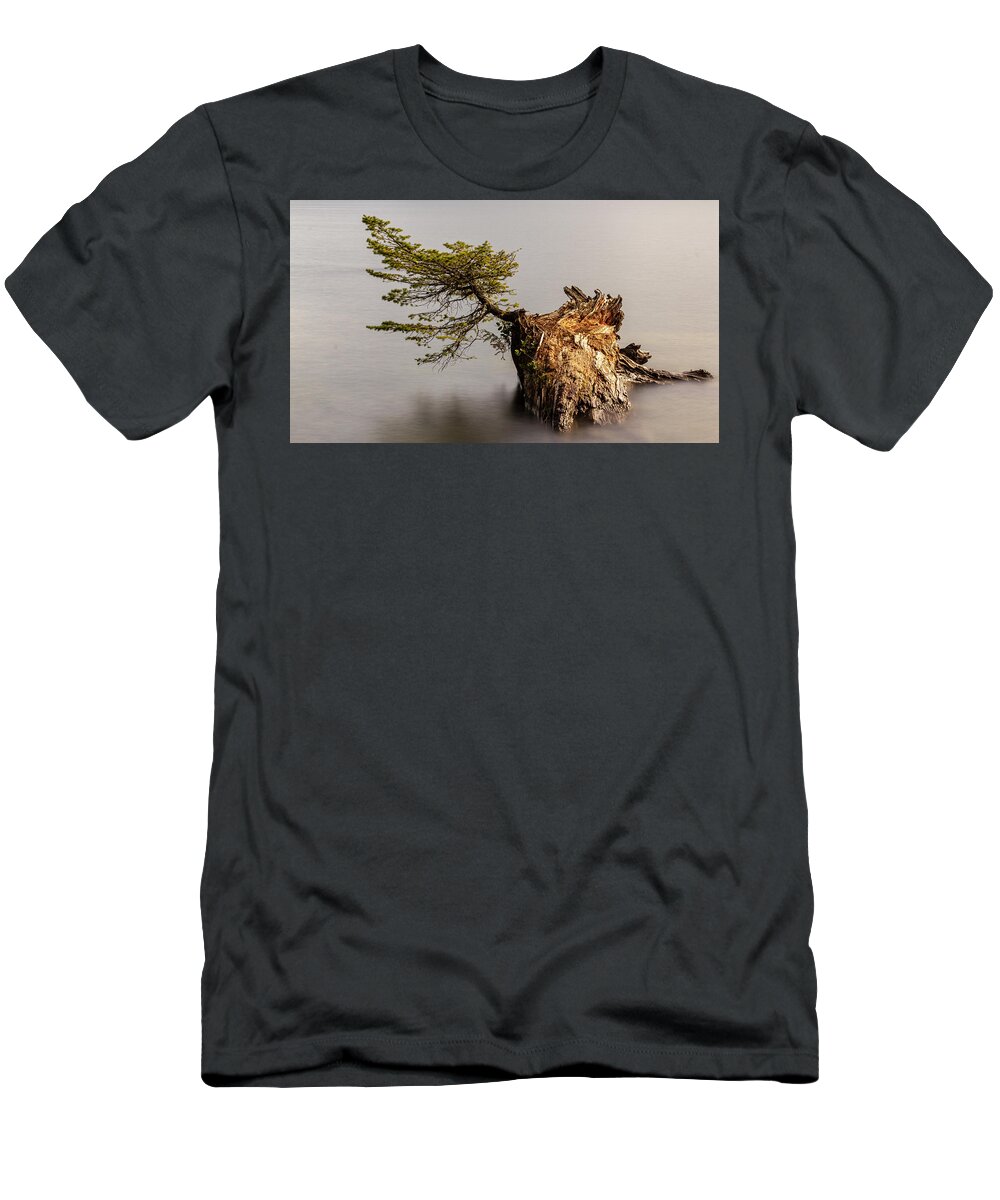 Landscape T-Shirt featuring the photograph New Growth From Fallen Tree by Tony Locke