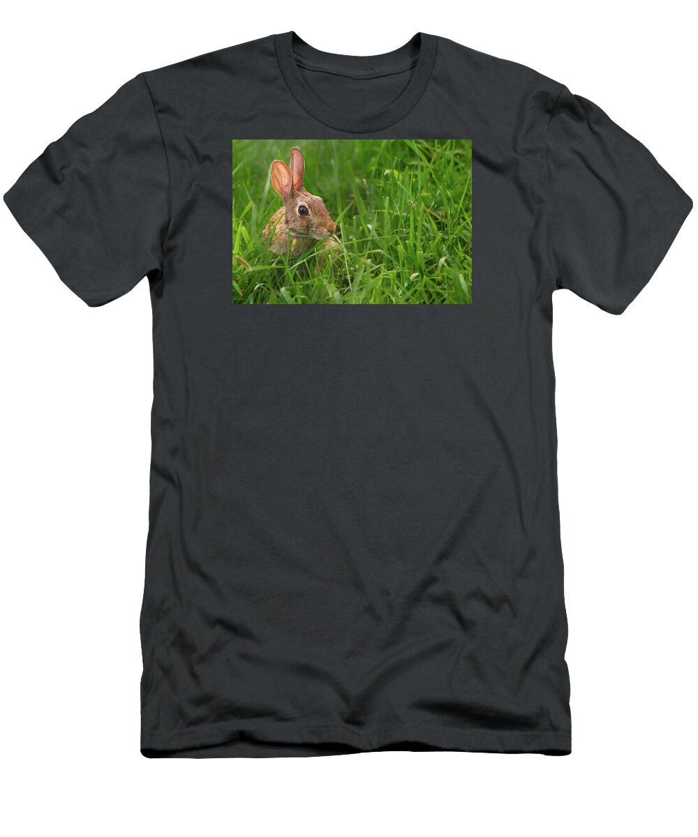 Bunny T-Shirt featuring the photograph Observant Bunny by Grant Groberg