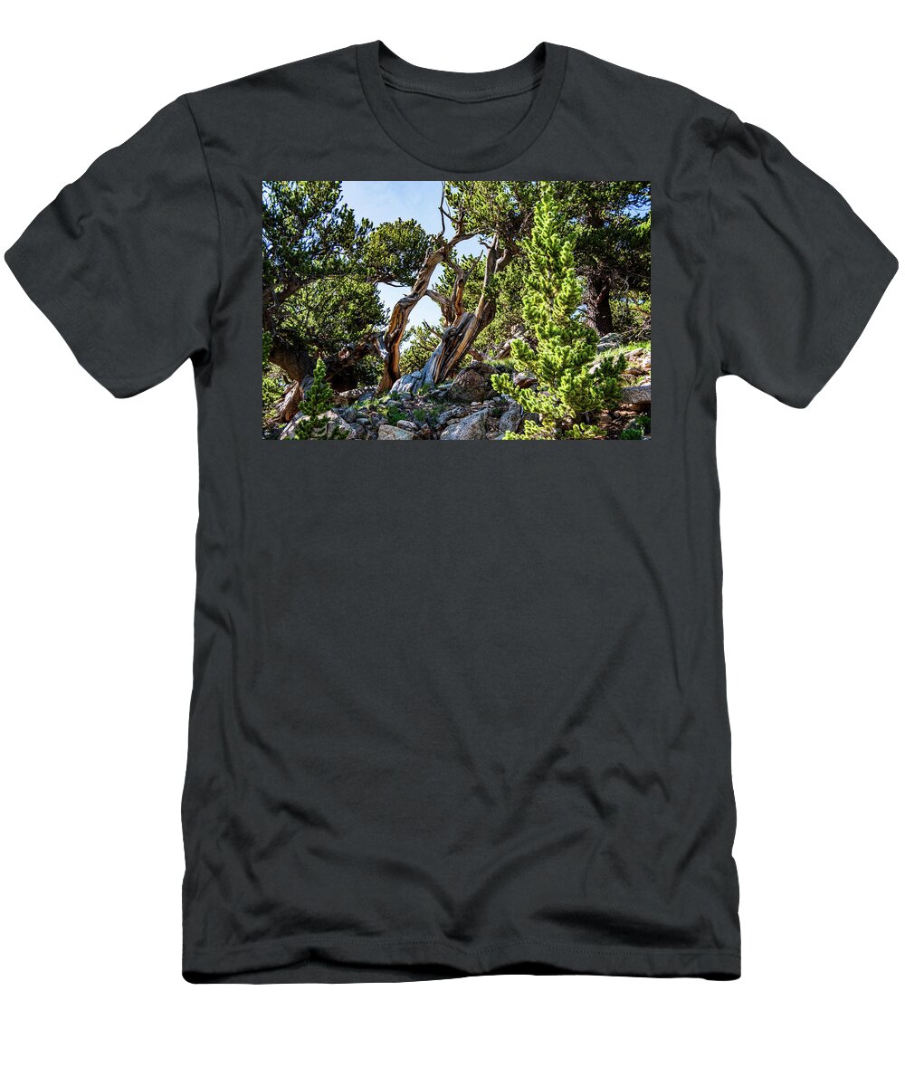 Trunk T-Shirt featuring the photograph Old Pine by Nathan Wasylewski