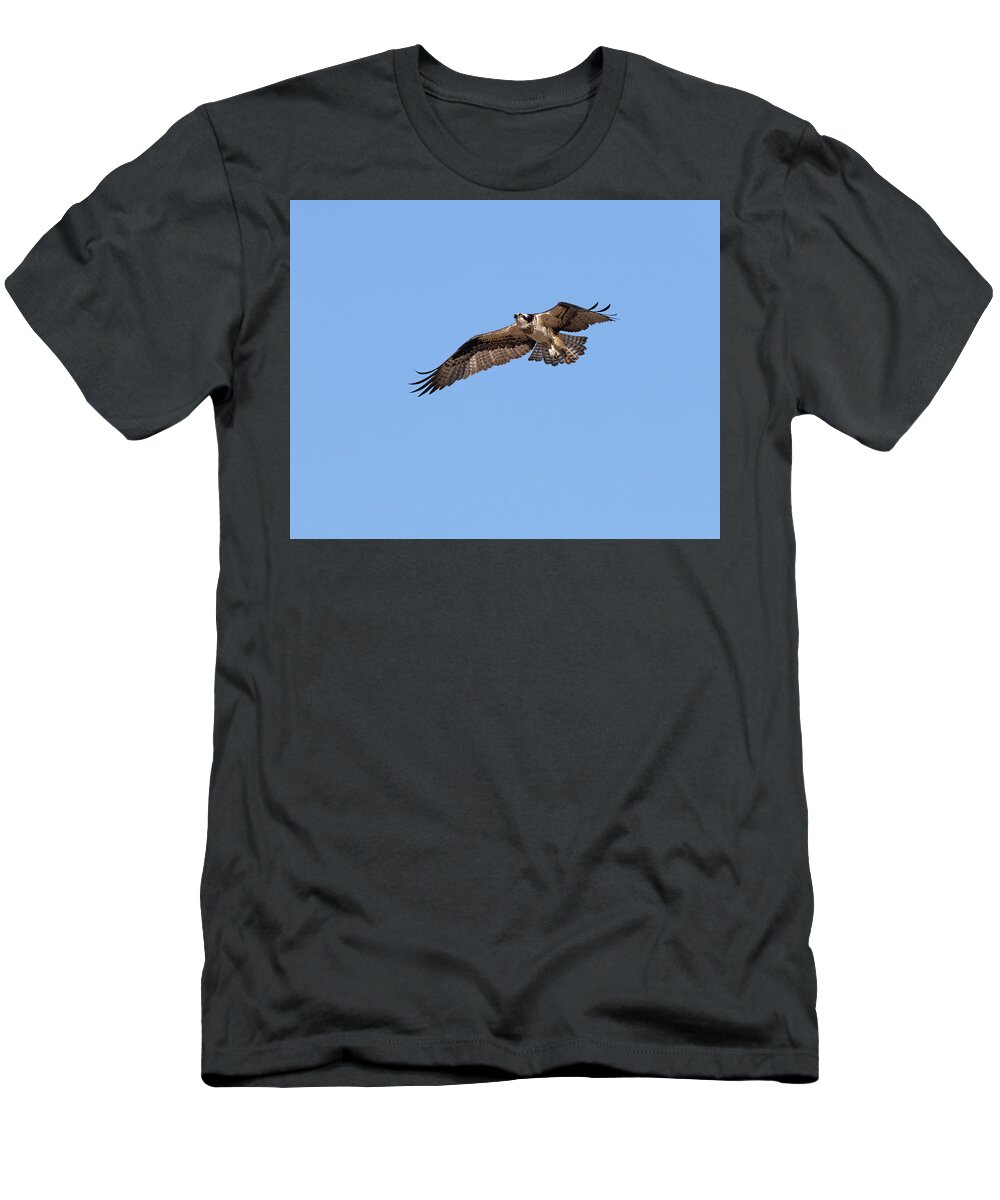 Osprey T-Shirt featuring the photograph Osprey 2022-1 by Thomas Young