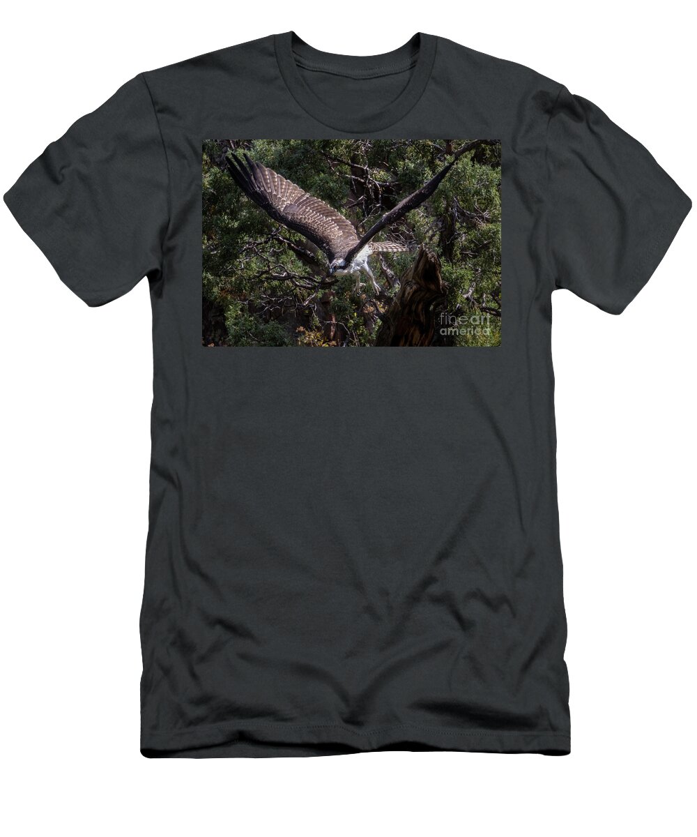 Bird Species T-Shirt featuring the photograph Osprey Spreading Wings in Waterton Canyon by Steven Krull
