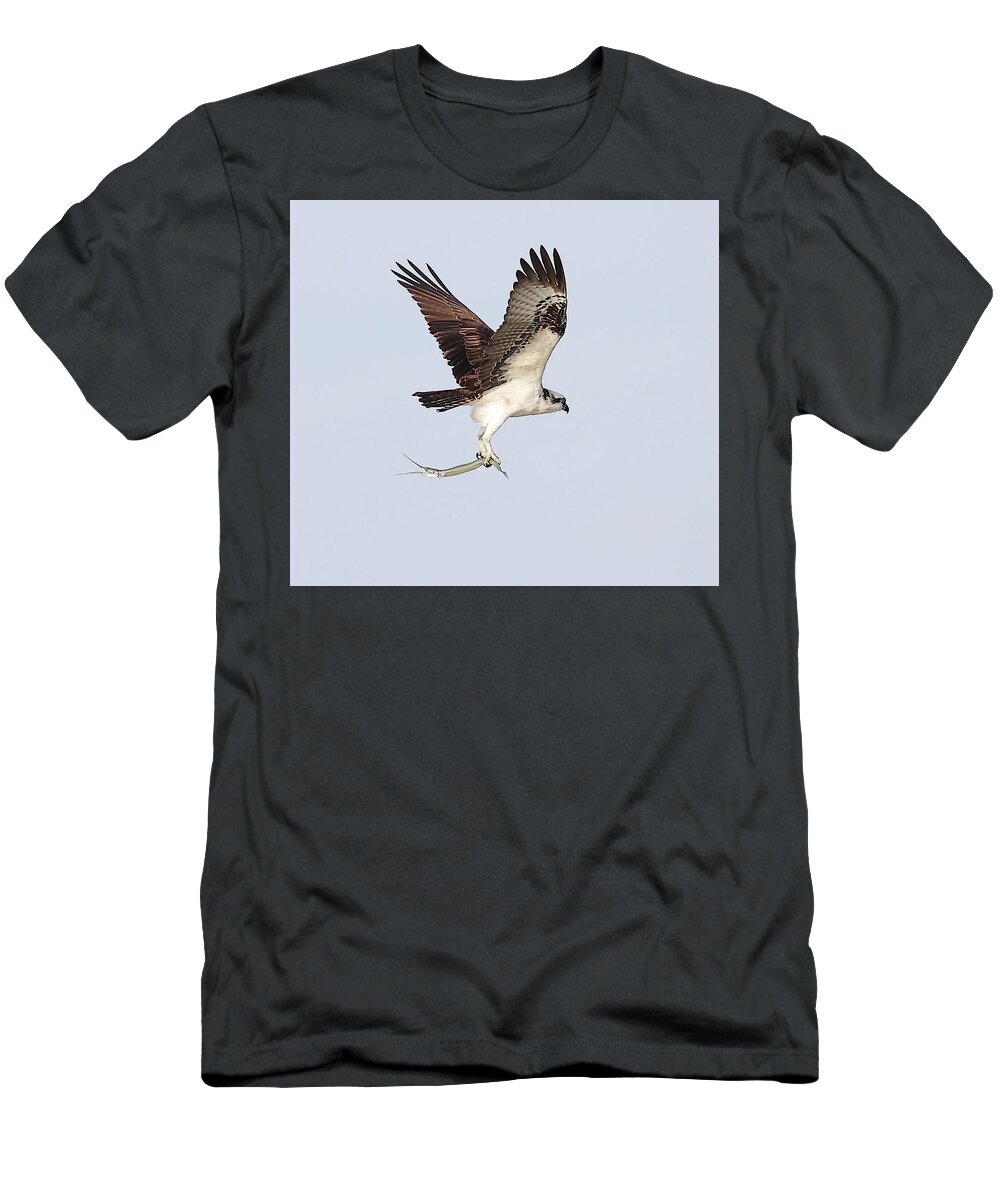 Osprey T-Shirt featuring the photograph Osprey with a Needle Fish 3 by Mingming Jiang