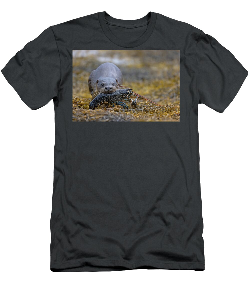 Eurasian T-Shirt featuring the photograph Otter Bringing Ashore A Lobster by Pete Walkden