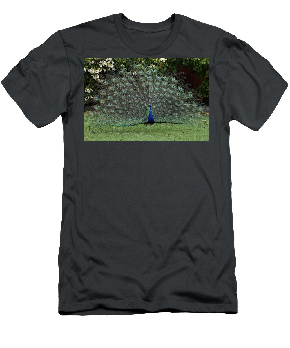 Indian Peafowl T-Shirt featuring the photograph Peacock Fanning Tail by Mingming Jiang