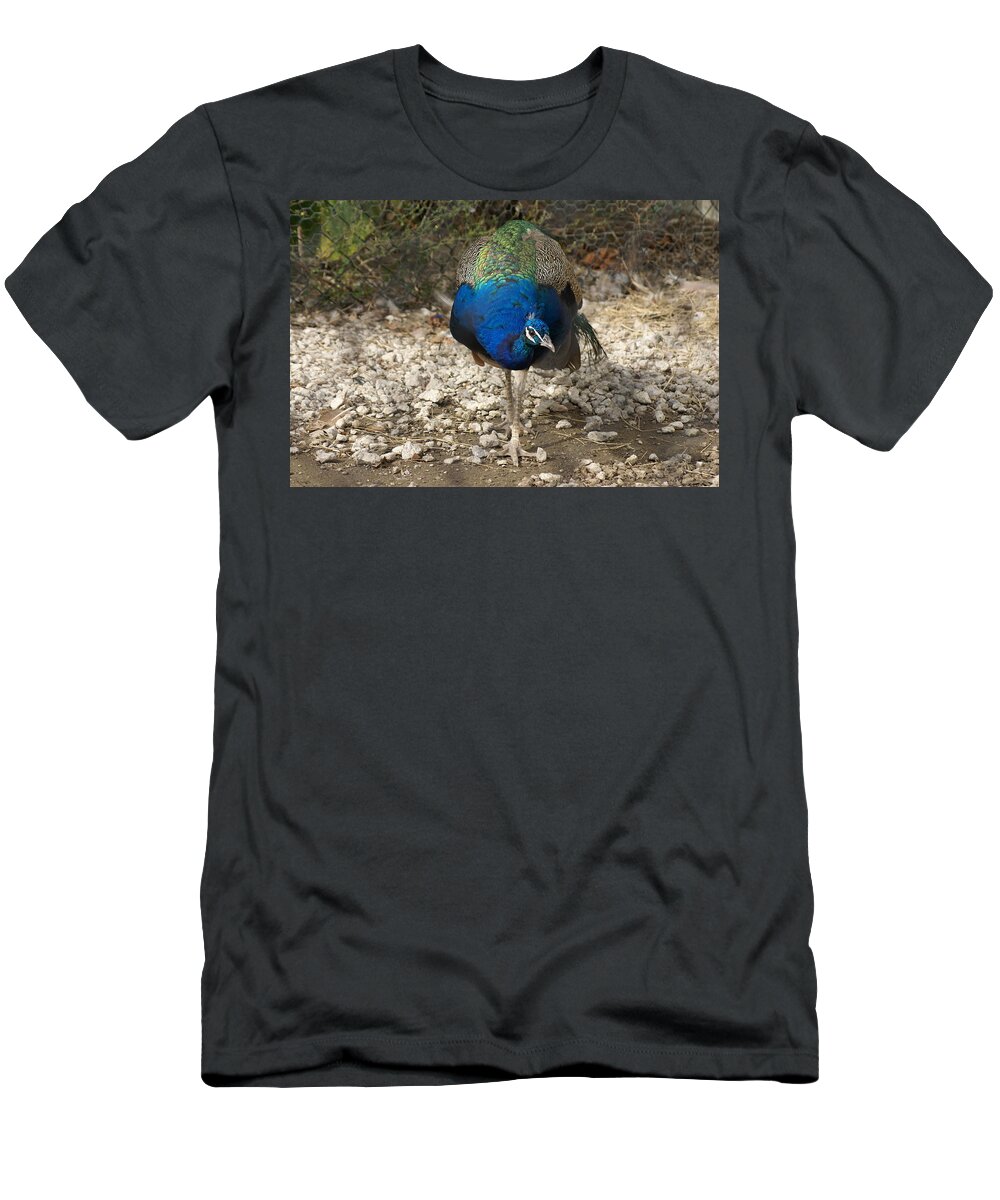  T-Shirt featuring the photograph Peacock Strut by Heather E Harman