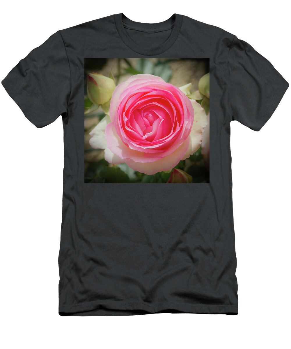 Background T-Shirt featuring the pyrography Pierre de Ronsard rose in bloom by Jean-Luc Farges