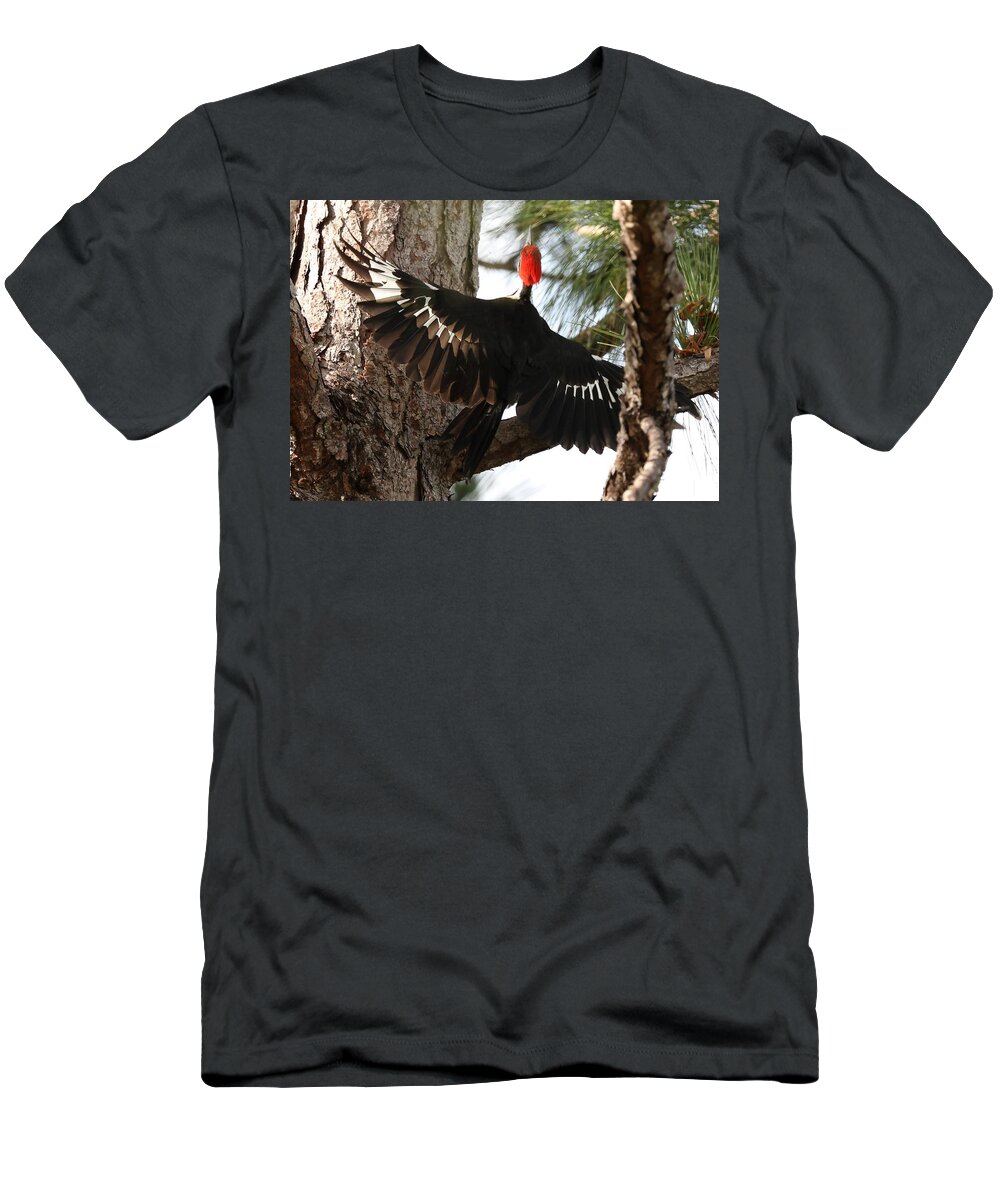 Pileated Woodpecker T-Shirt featuring the photograph Pileated Woodpecker 2 by Mingming Jiang