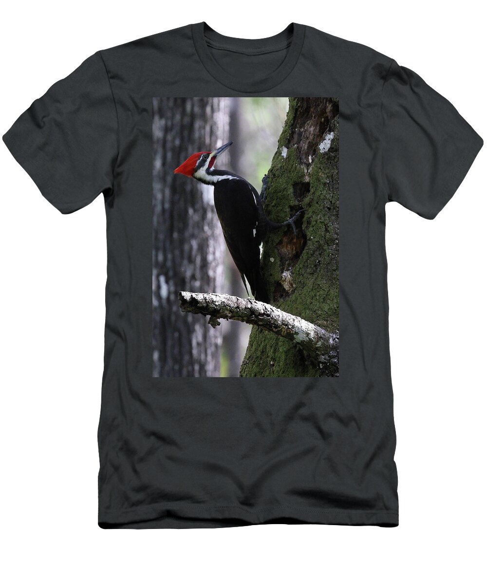 Pileated Woodpecker T-Shirt featuring the photograph Pileated Woodpecker 3 by Mingming Jiang