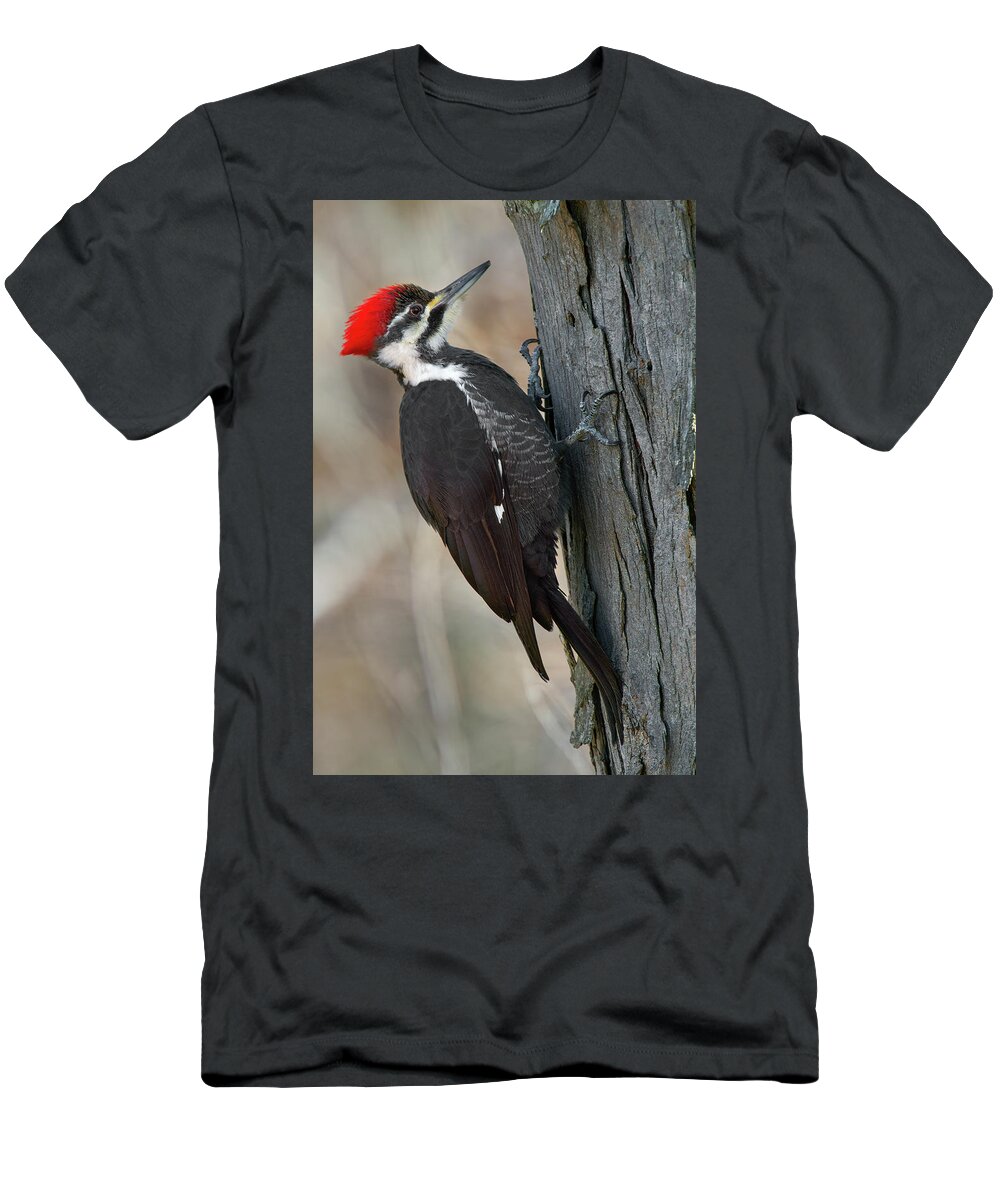 Woodpecker T-Shirt featuring the photograph Pileated Woodpecker by Timothy McIntyre