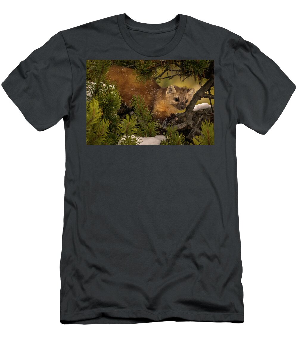 Pine Marten T-Shirt featuring the photograph Pine Marten by Laura Hedien