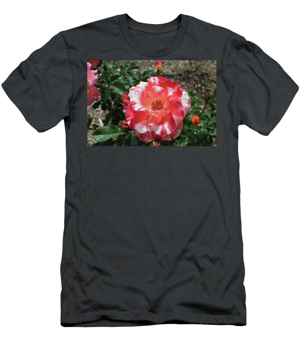 Pink T-Shirt featuring the photograph Pink and White Tiger Stripe Rose by Kenneth Pope