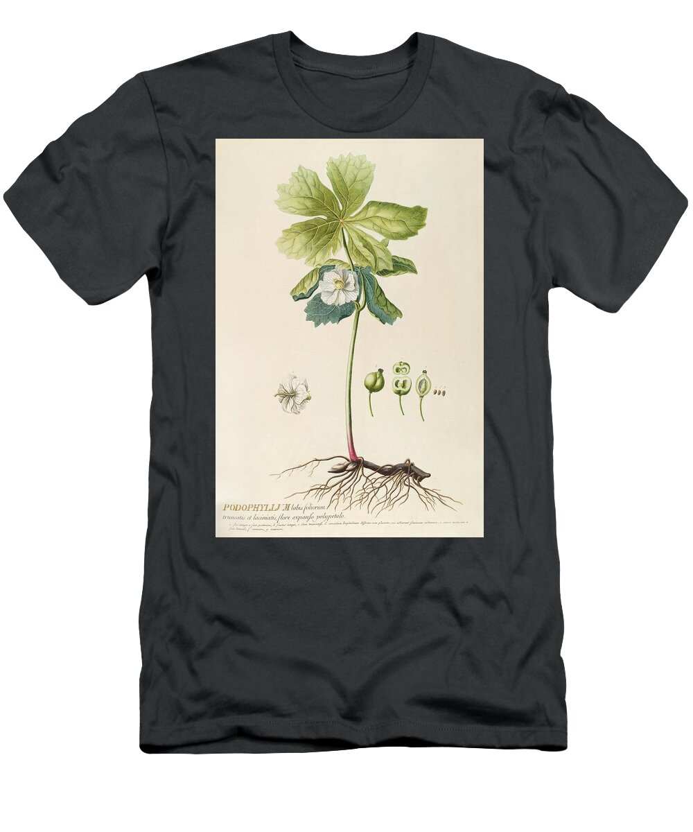  T-Shirt featuring the drawing Podophyllum art by Georg Dionysius Ehret German