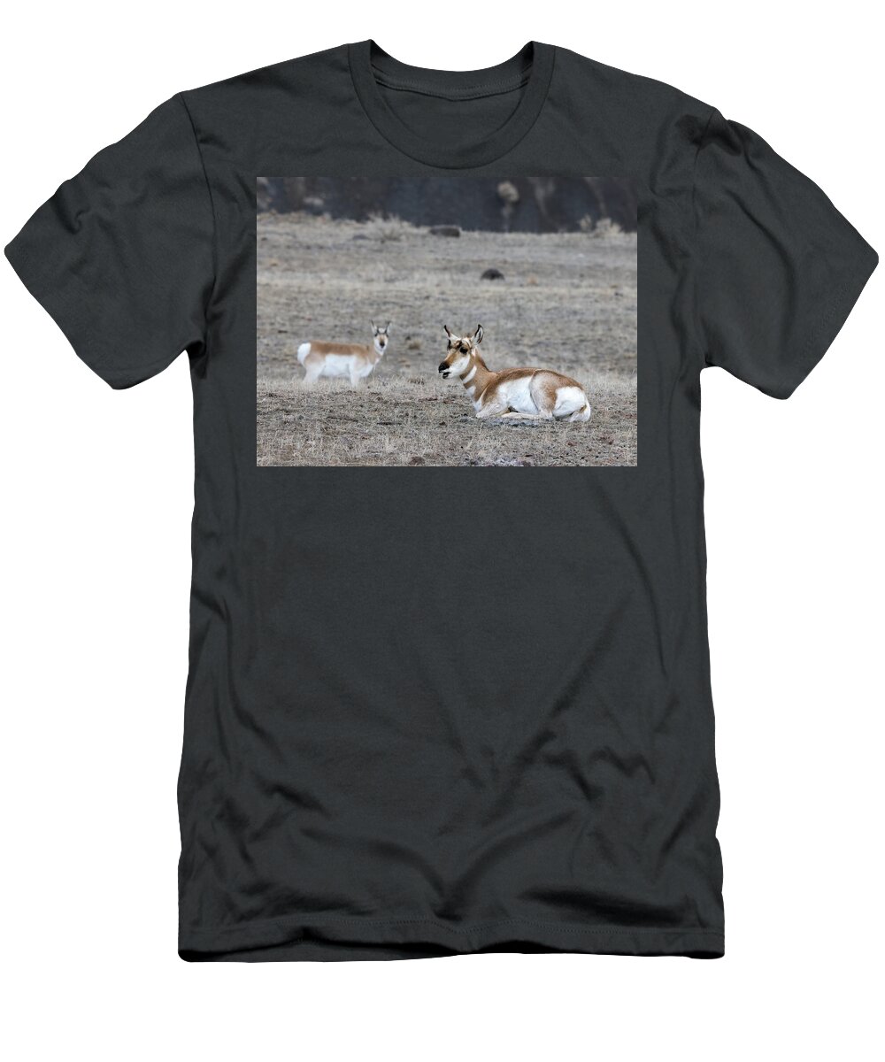 Yellowstone National Park T-Shirt featuring the photograph Pronghorn Sheep by Cheryl Strahl