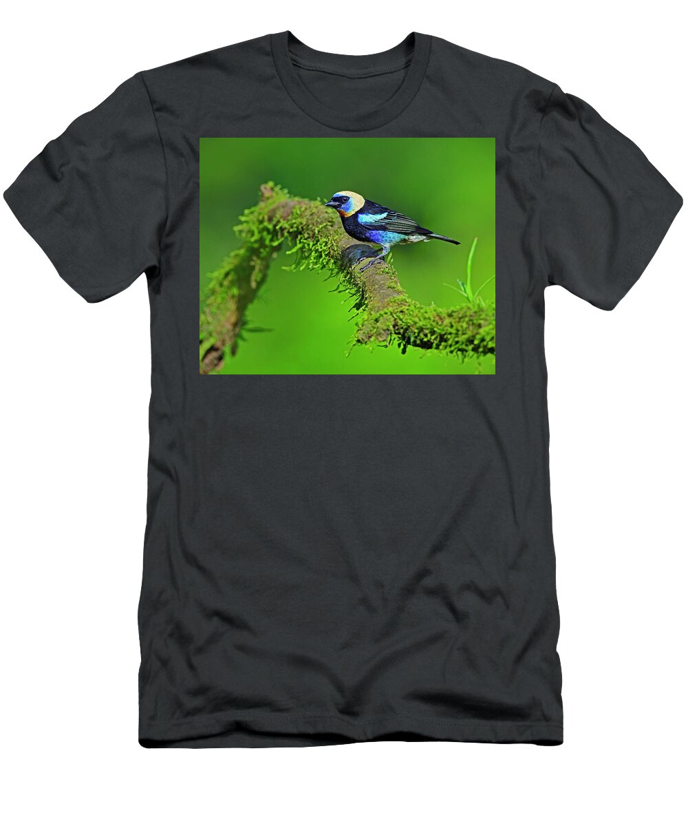 Golden-hooded Tanager T-Shirt featuring the photograph Prospector by Tony Beck