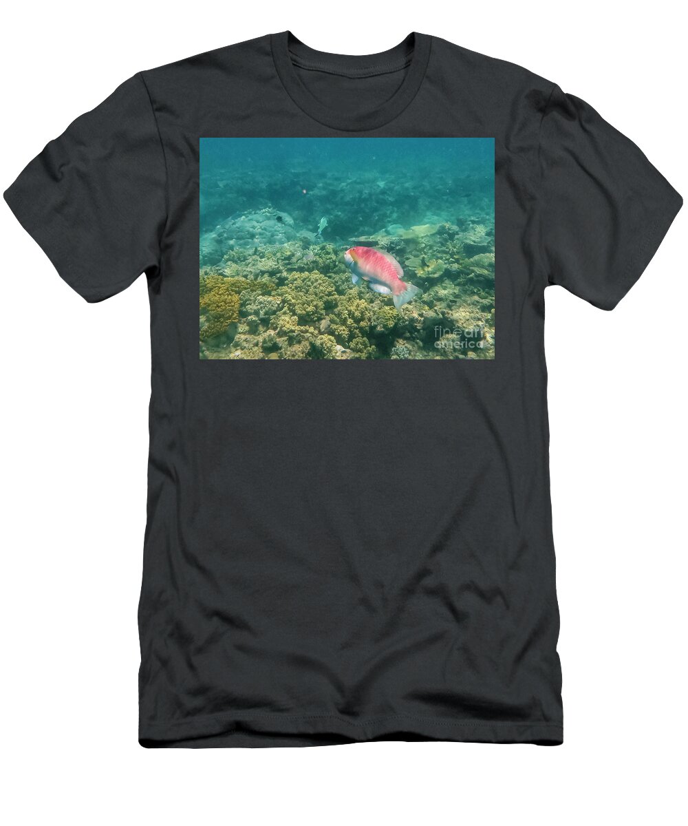 Great Barrier Reef T-Shirt featuring the photograph Rainbow Parrotfish by Bob Phillips