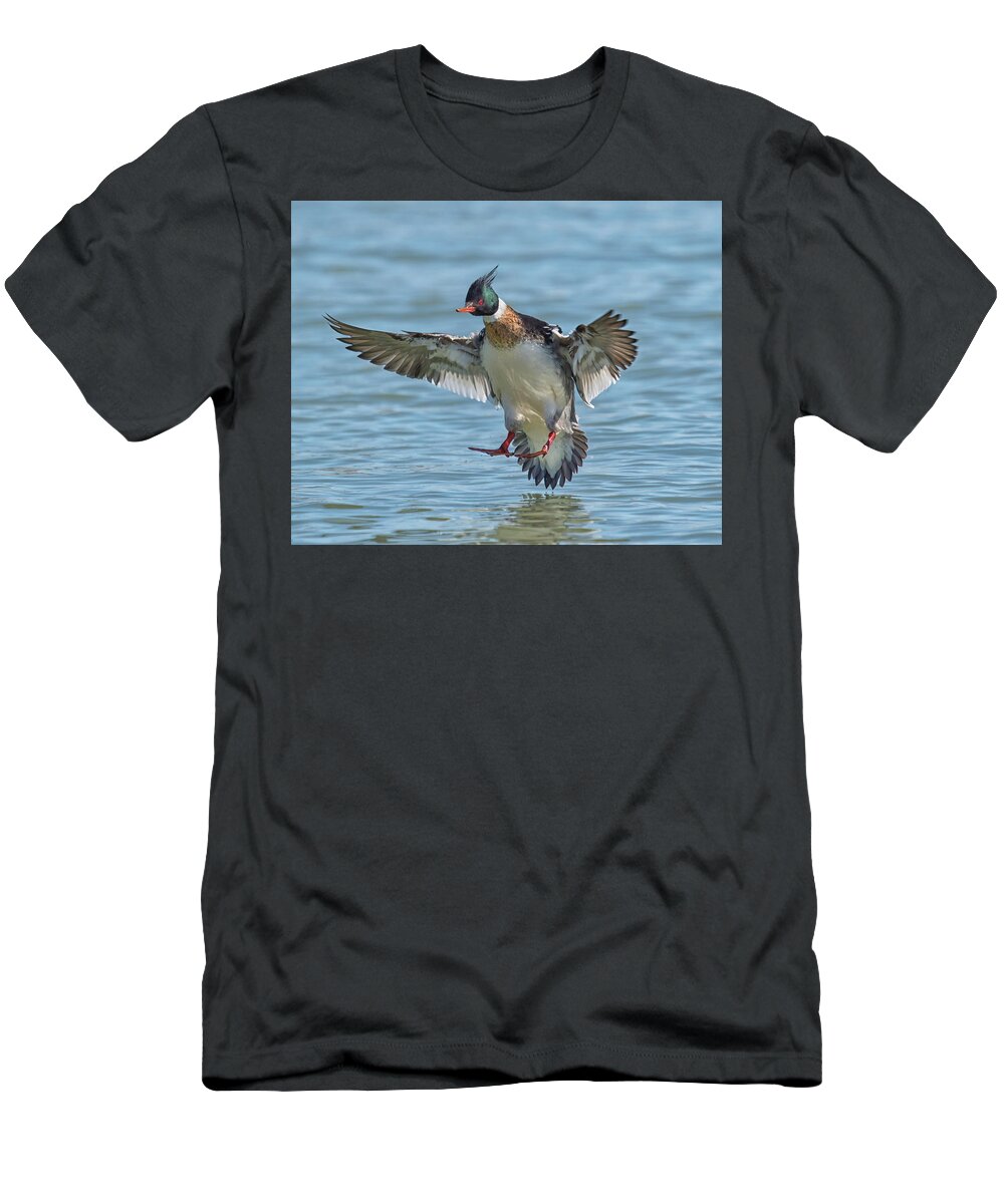 Duck T-Shirt featuring the photograph Red-breasted Merganser Landing by CR Courson