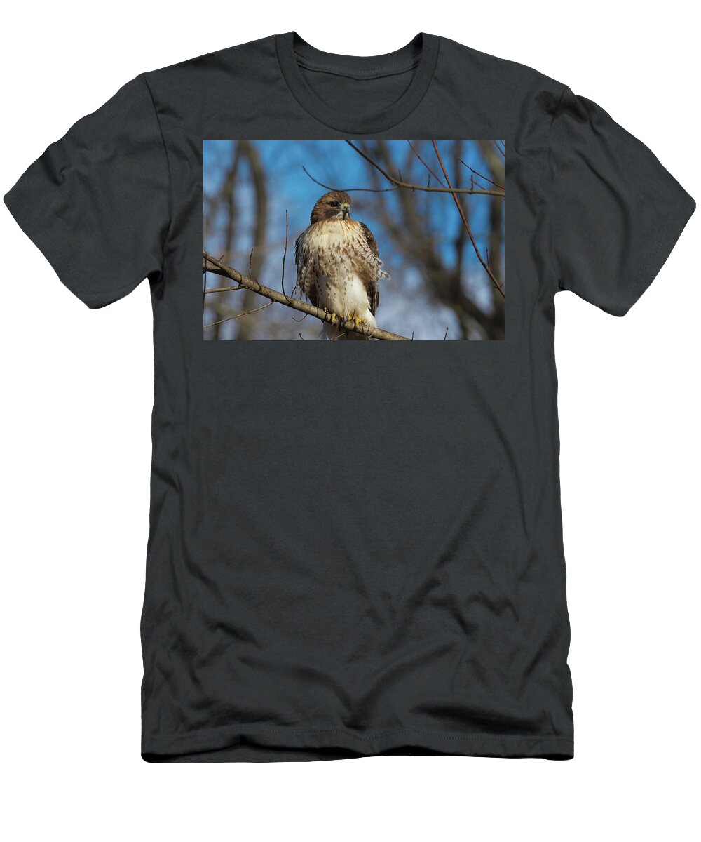 Birds T-Shirt featuring the photograph Red Tail Hawk Perched by Paul Ross