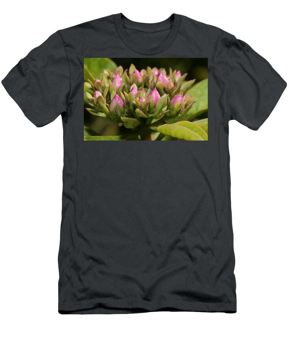 Rose Cactus T-Shirt featuring the photograph Rose Cactus by Mingming Jiang