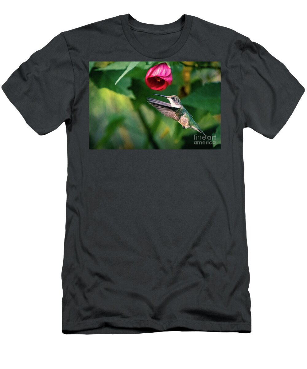 Hummingbird T-Shirt featuring the photograph Ruby-throated hummingbird with redvein abutilon. by Alyssa Tumale
