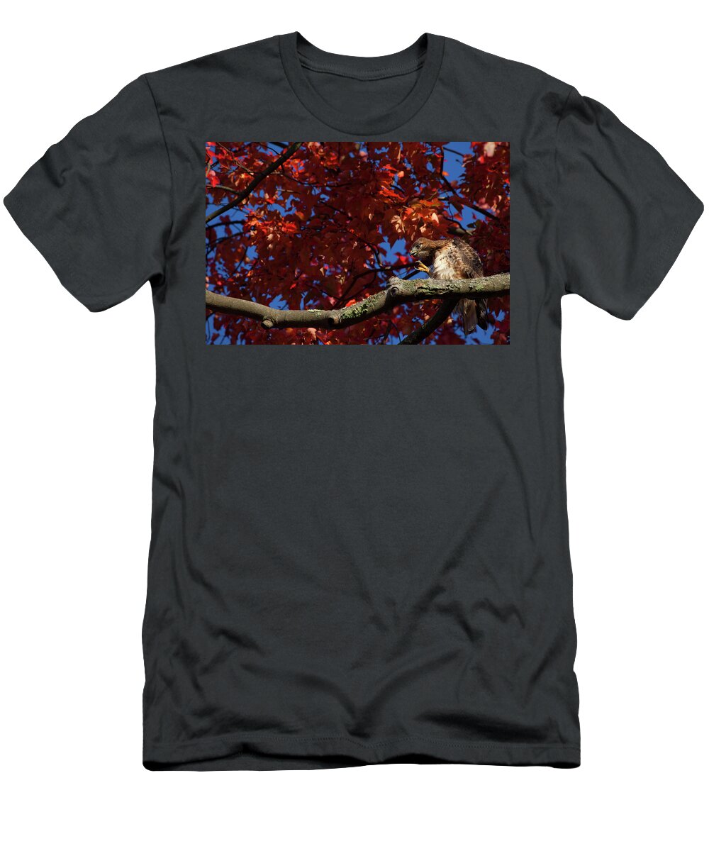 Hawk T-Shirt featuring the photograph Scratching Hawk by Karol Livote
