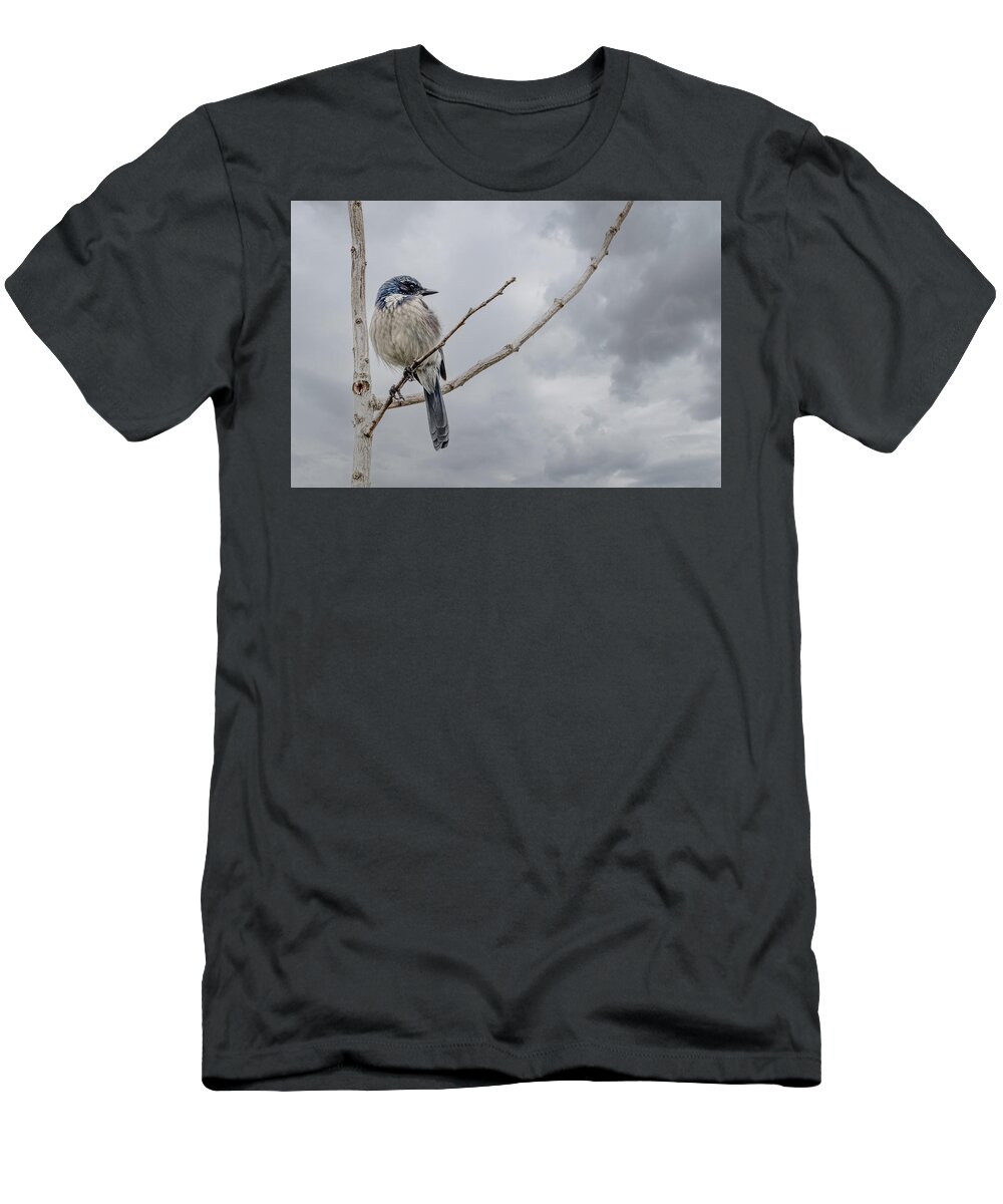 Jay T-Shirt featuring the photograph Scrub Jay by Jerry Cahill