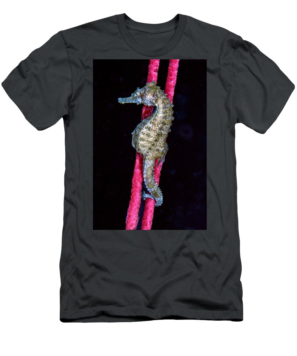 Lined Seahorse T-Shirt featuring the photograph Seahorse on Gorgonian Coral by WAZgriffin Digital