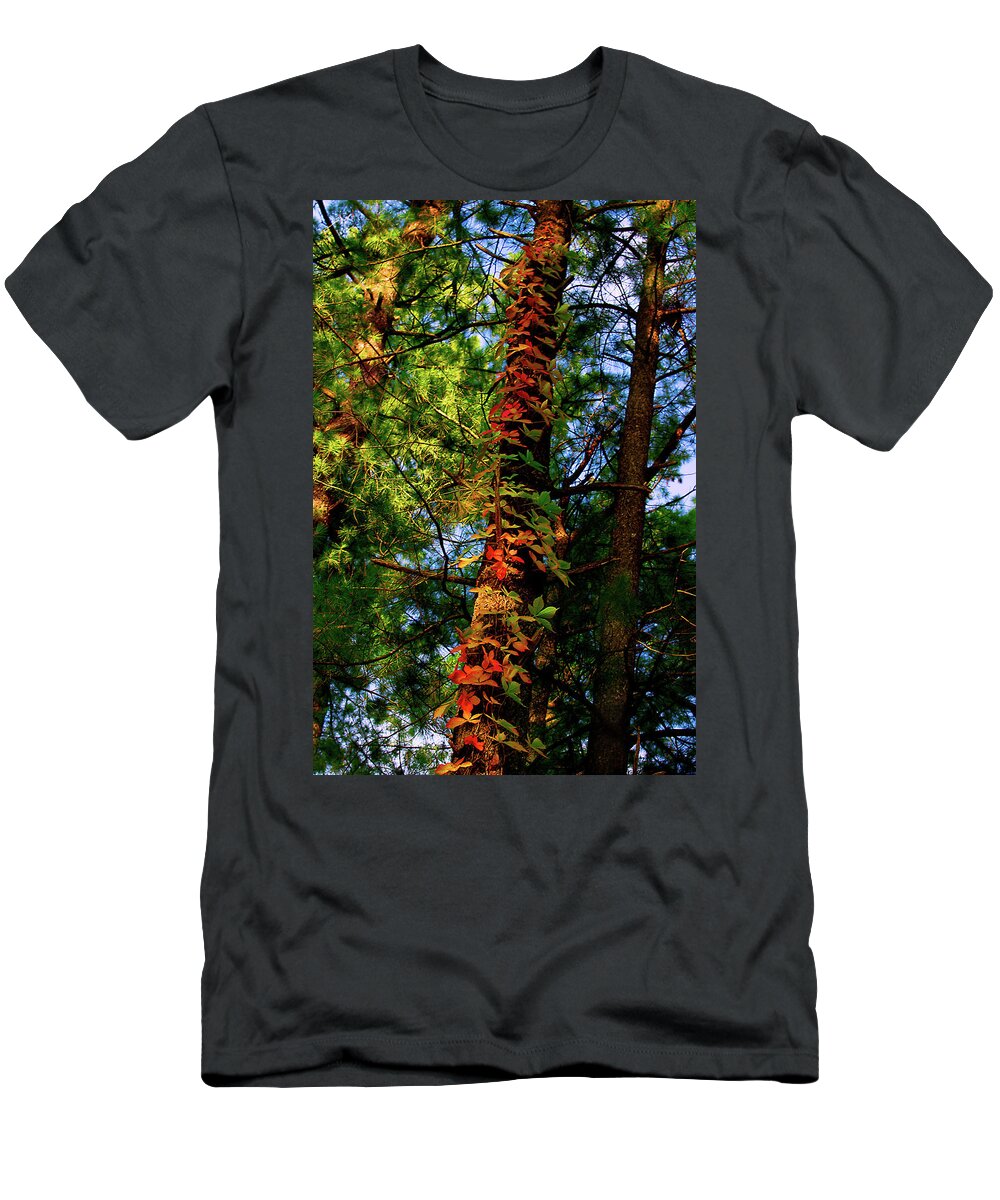 Grapevine T-Shirt featuring the photograph Seasonal Drift by Cynthia Dickinson