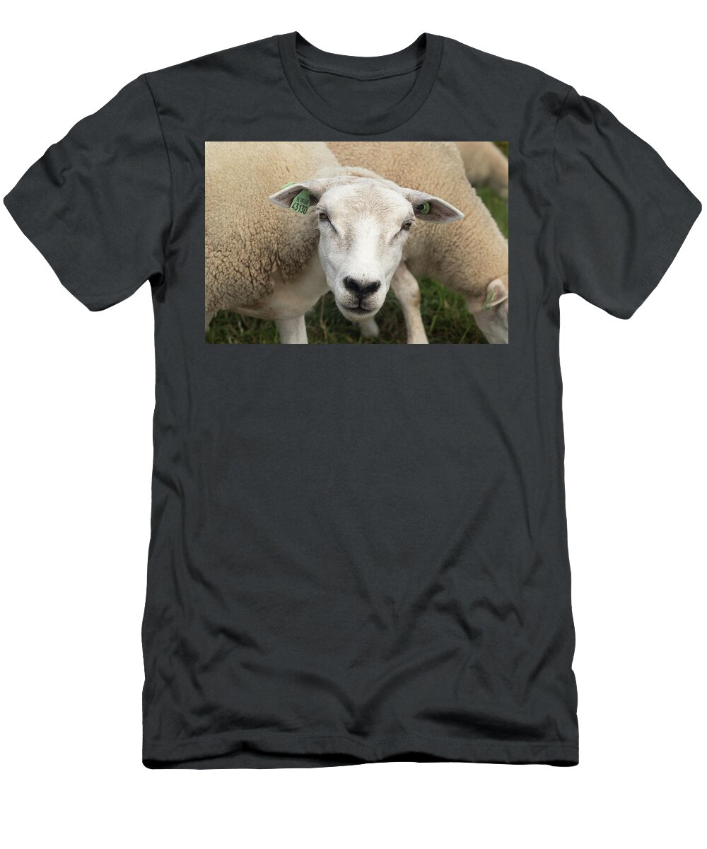 Sheep T-Shirt featuring the photograph Sheep by MPhotographer