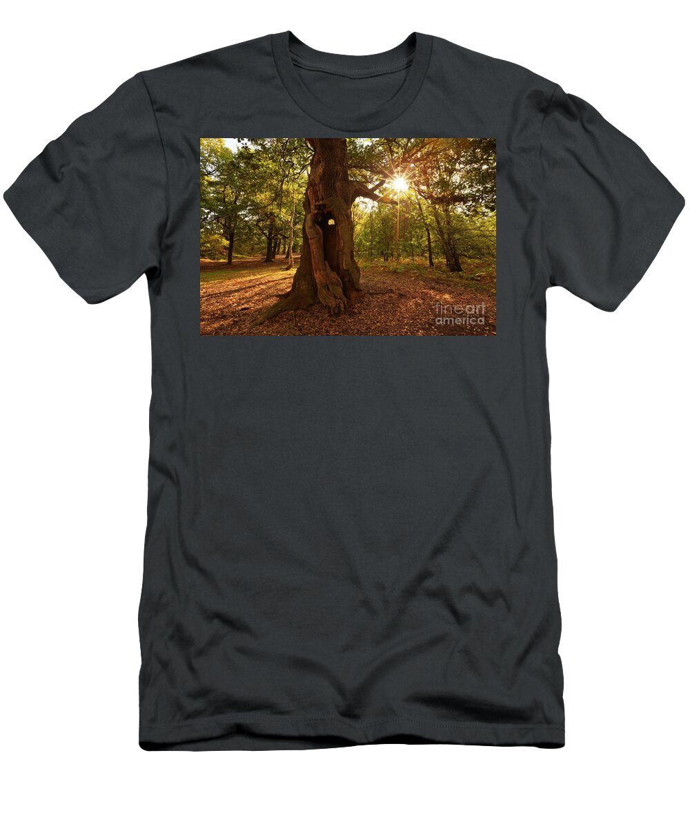 Sherwood Forest T-Shirt featuring the photograph Sherwood Forest Oak Tree, Nottingham, England by Neale And Judith Clark