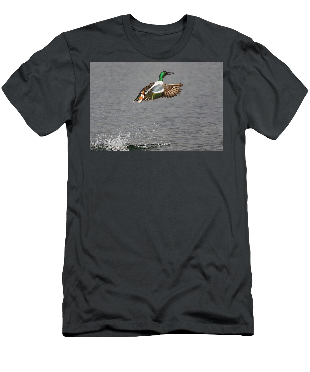 Wild Bird T-Shirt featuring the photograph Shoveler Lift Off by Mark Miller