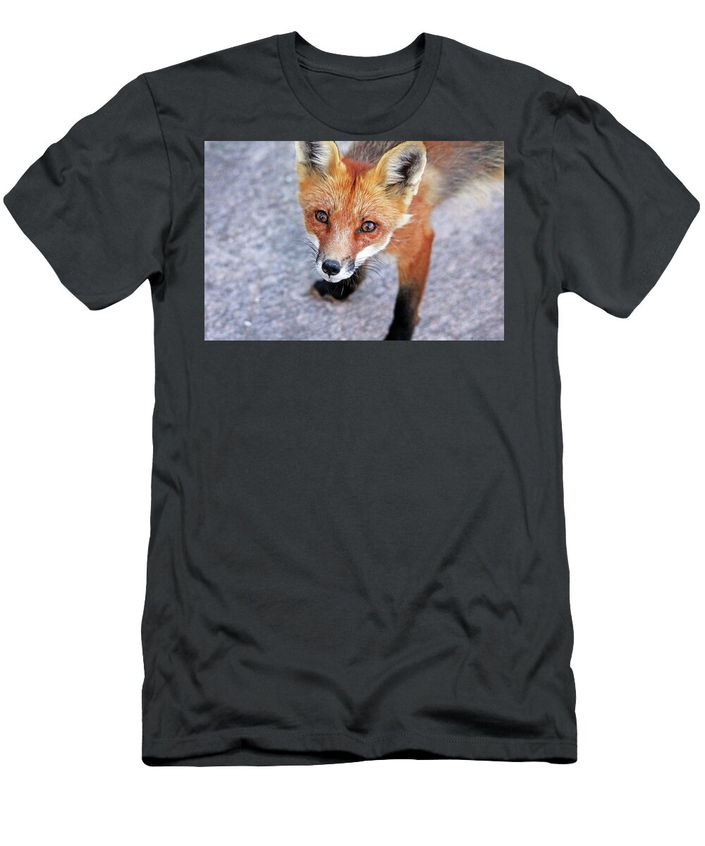 Fox T-Shirt featuring the photograph Shy Red Fox by Debbie Oppermann