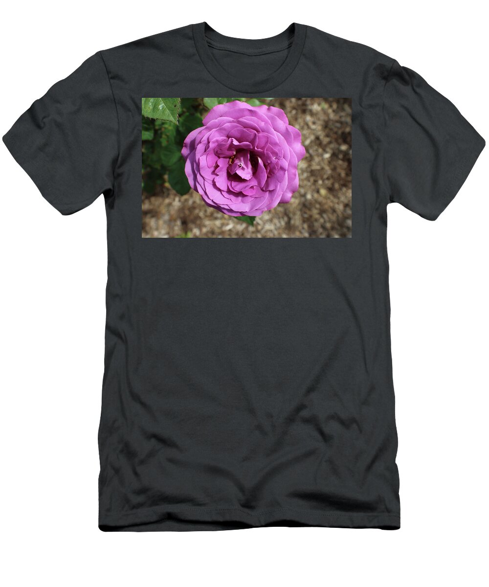 Magenta T-Shirt featuring the photograph Single Magenta Rose Bloom by Kenneth Pope
