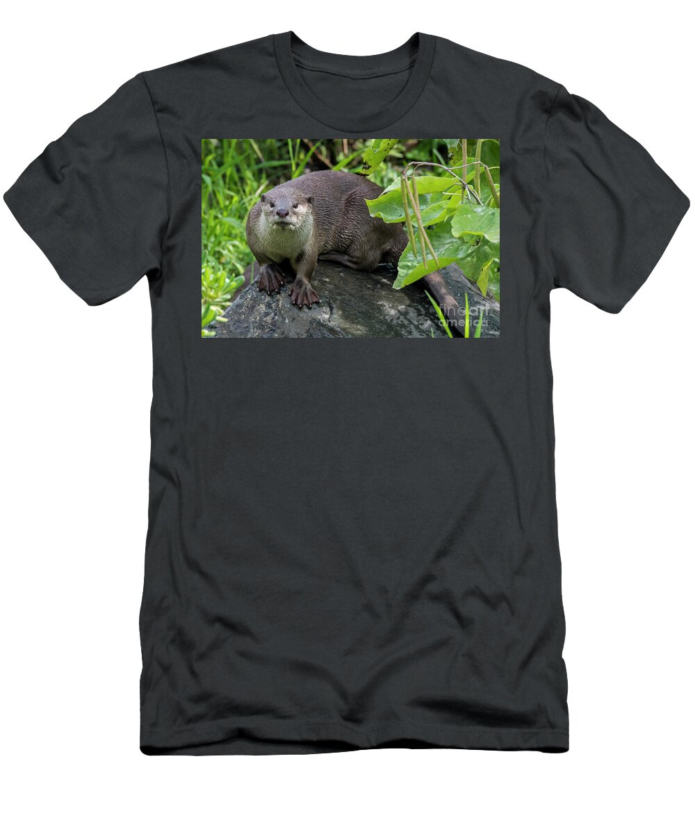 Smooth-coated Otter T-Shirt featuring the photograph Smooth-Coated Otter by Arterra Picture Library