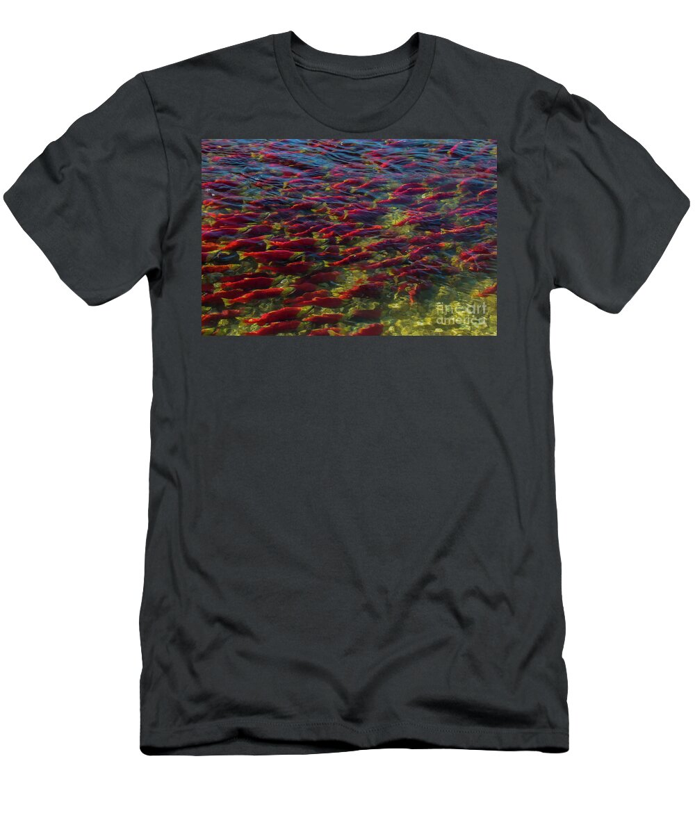 Adams River T-Shirt featuring the photograph Sockeye Homeward Migration in Adams River by Nancy Gleason