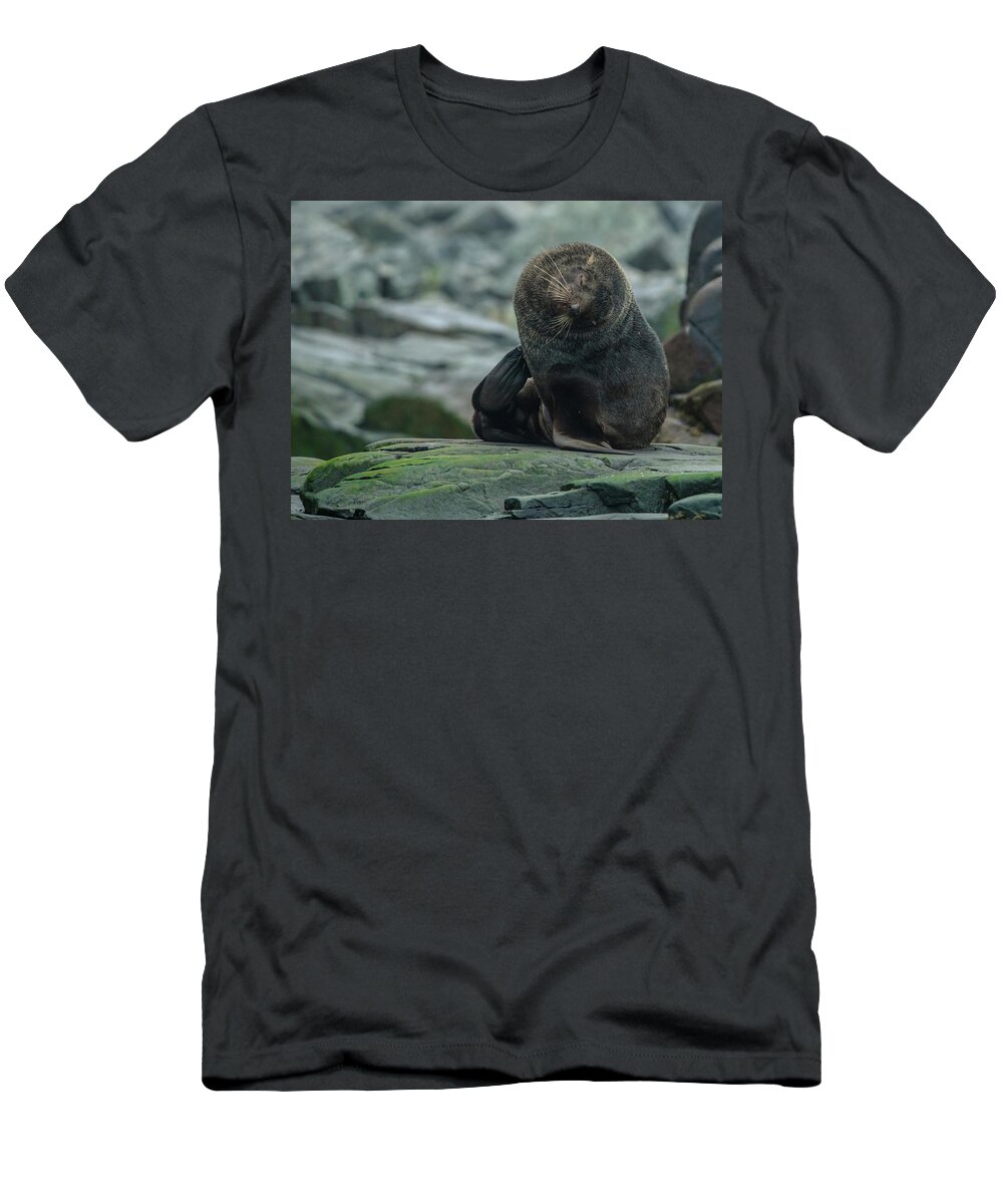 03feb20 T-Shirt featuring the photograph Spert Seal Scratch by Jeff at JSJ Photography