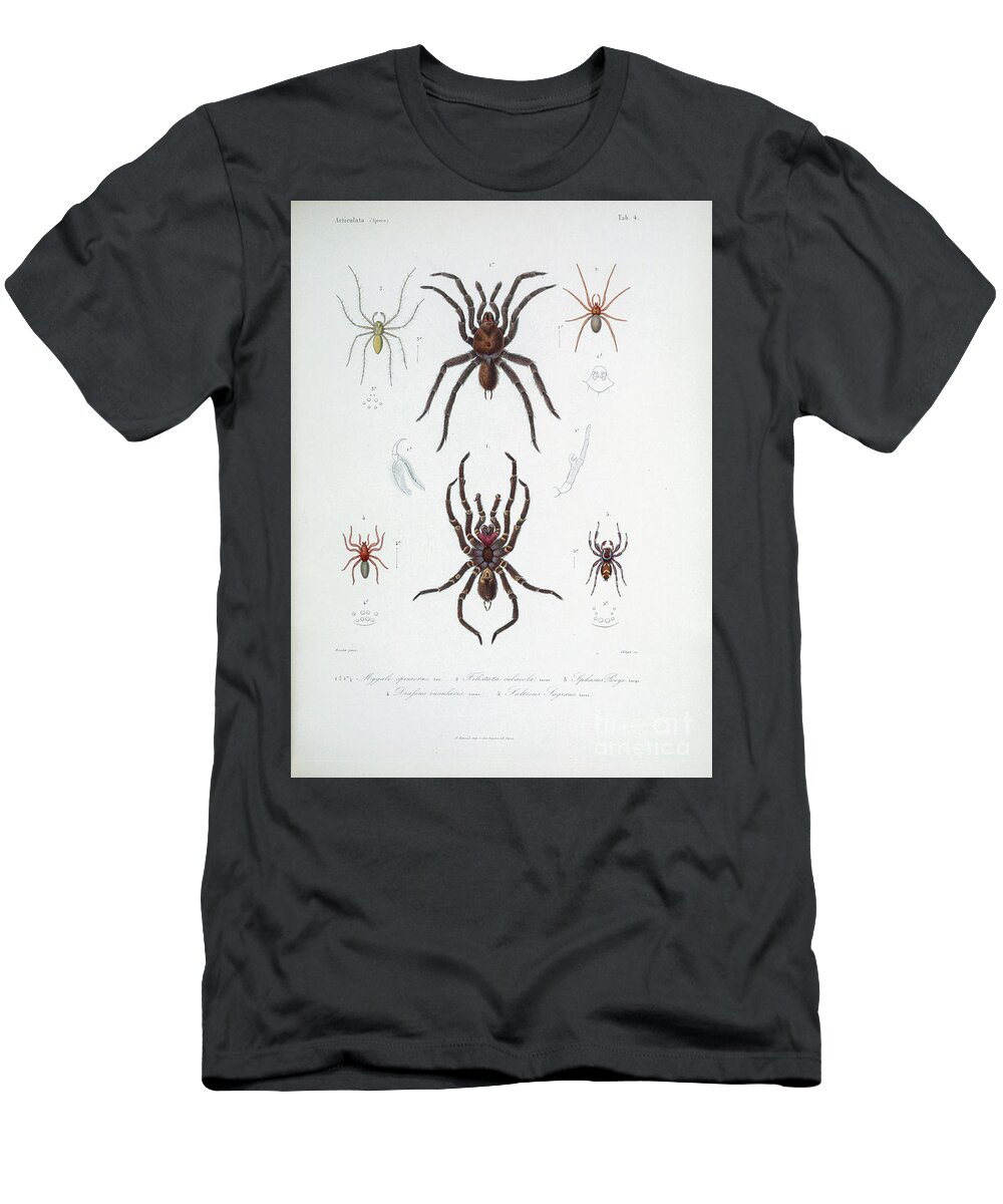 Spider T-Shirt featuring the photograph Spider of Cube 1838 t1 by Historic illustrations