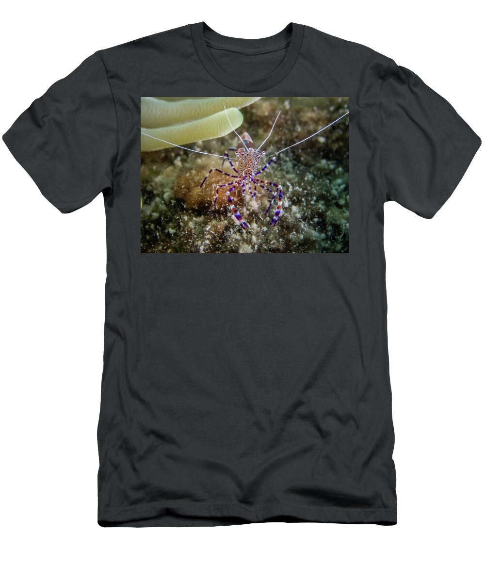 Shrimp T-Shirt featuring the photograph Spotted Cleaner Shrimp by Brian Weber
