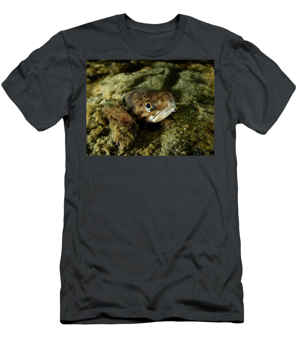 Fish T-Shirt featuring the photograph Spotted Hake by Brian Weber