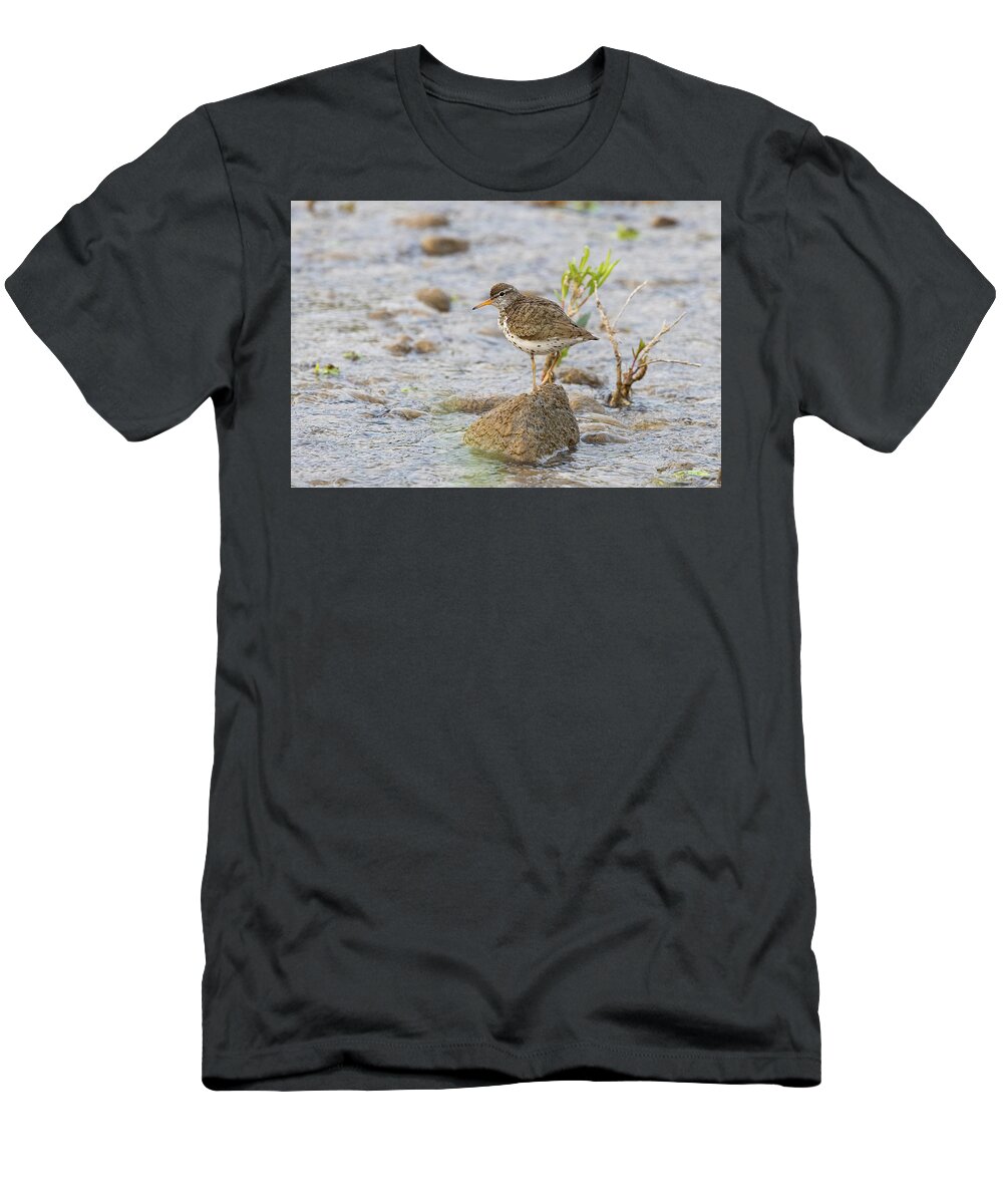 Sandpiper T-Shirt featuring the photograph Spotted Sand Piper on the Gros Ventre River by Tony Hake