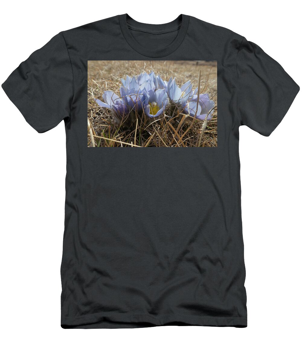 Crocus T-Shirt featuring the photograph Spring Prairie Crocus by Karen Rispin