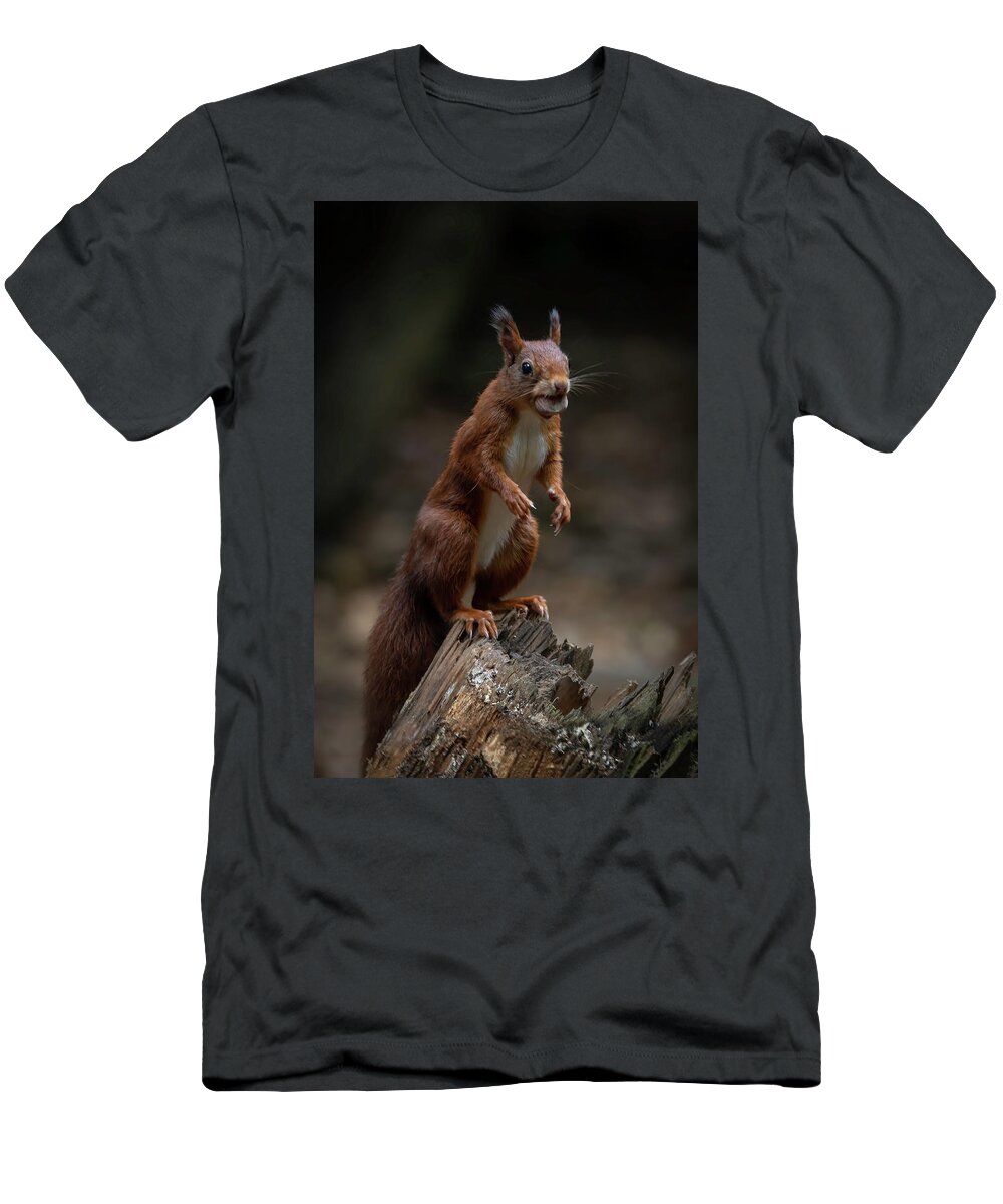 Squirrel T-Shirt featuring the photograph Squirrel collecting and hiding nuts by Marjolein Van Middelkoop