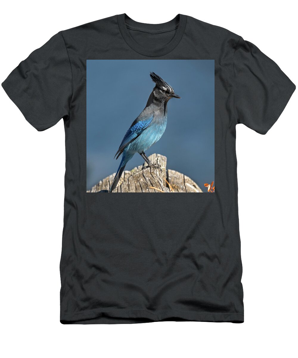 Blue Jay T-Shirt featuring the photograph Steller's Jay by Mark Langford