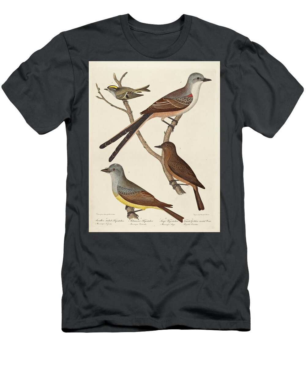Alexander Lawson T-Shirt featuring the drawing Swallow-tailed Flycatcher, Arkansas Flycatcher, Say's Flycatcher, and Female Golden-crested Wren by Alexander Lawson