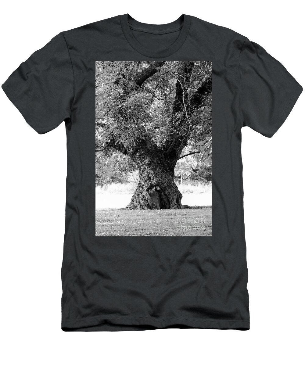 Trunk T-Shirt featuring the photograph Tall and Twisted by Bentley Davis