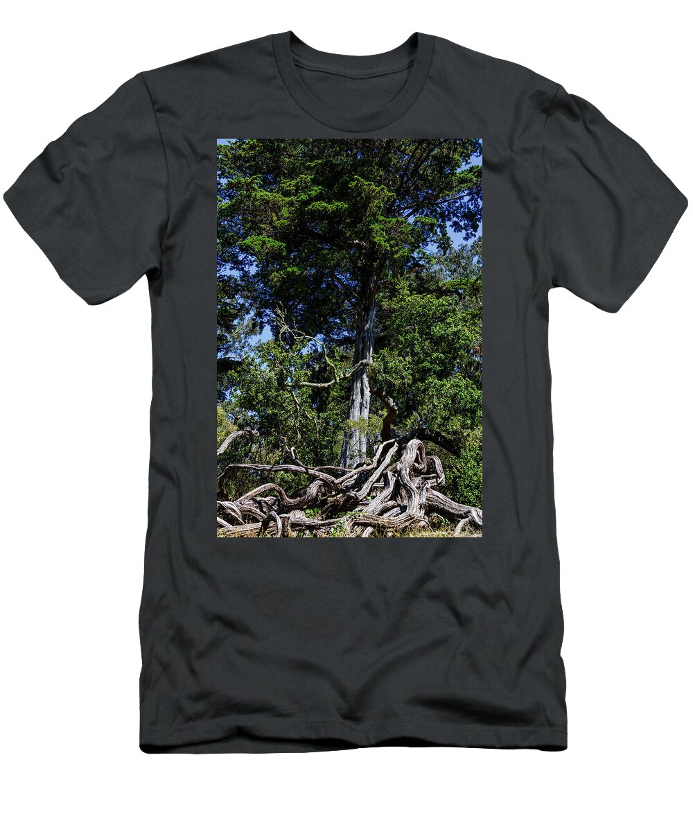 Trees T-Shirt featuring the photograph Tall Tree With Twisted Tree Roots And Branches by Garry Gay