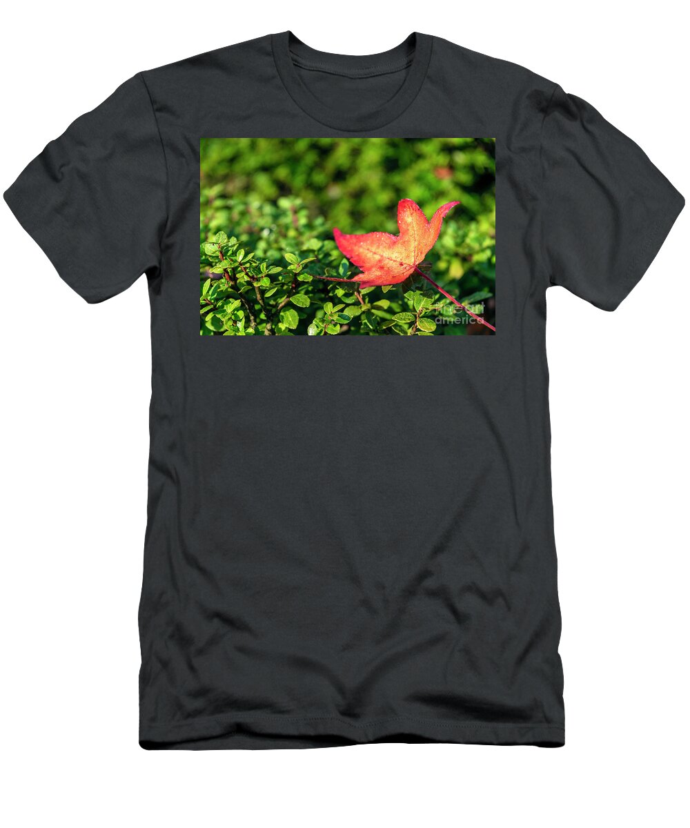 Autumn T-Shirt featuring the photograph The Fallen Leaf by Daniel M Walsh