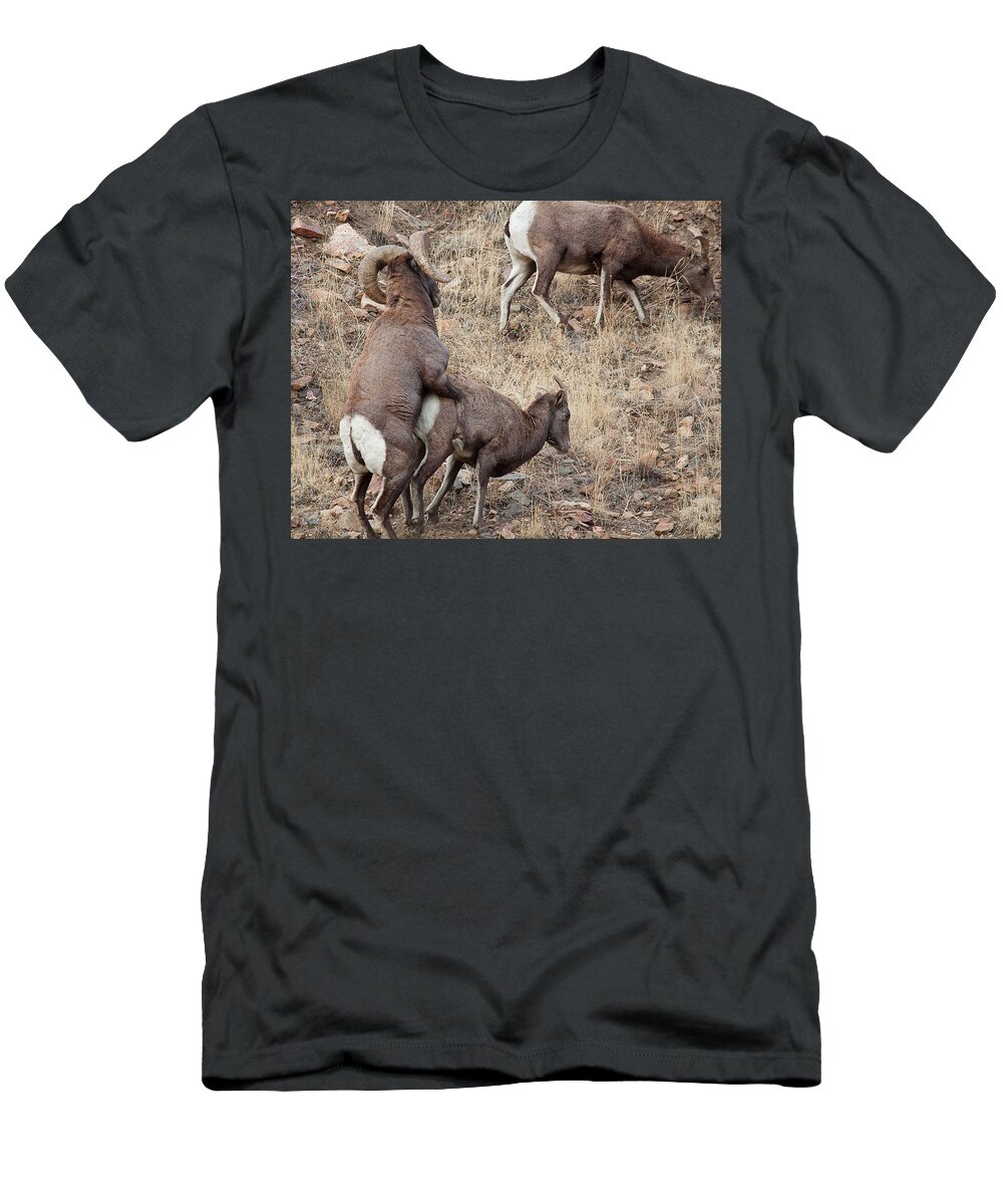 Mating Bighorn Sheep Photograph T-Shirt featuring the photograph The Mating Game by Jim Garrison