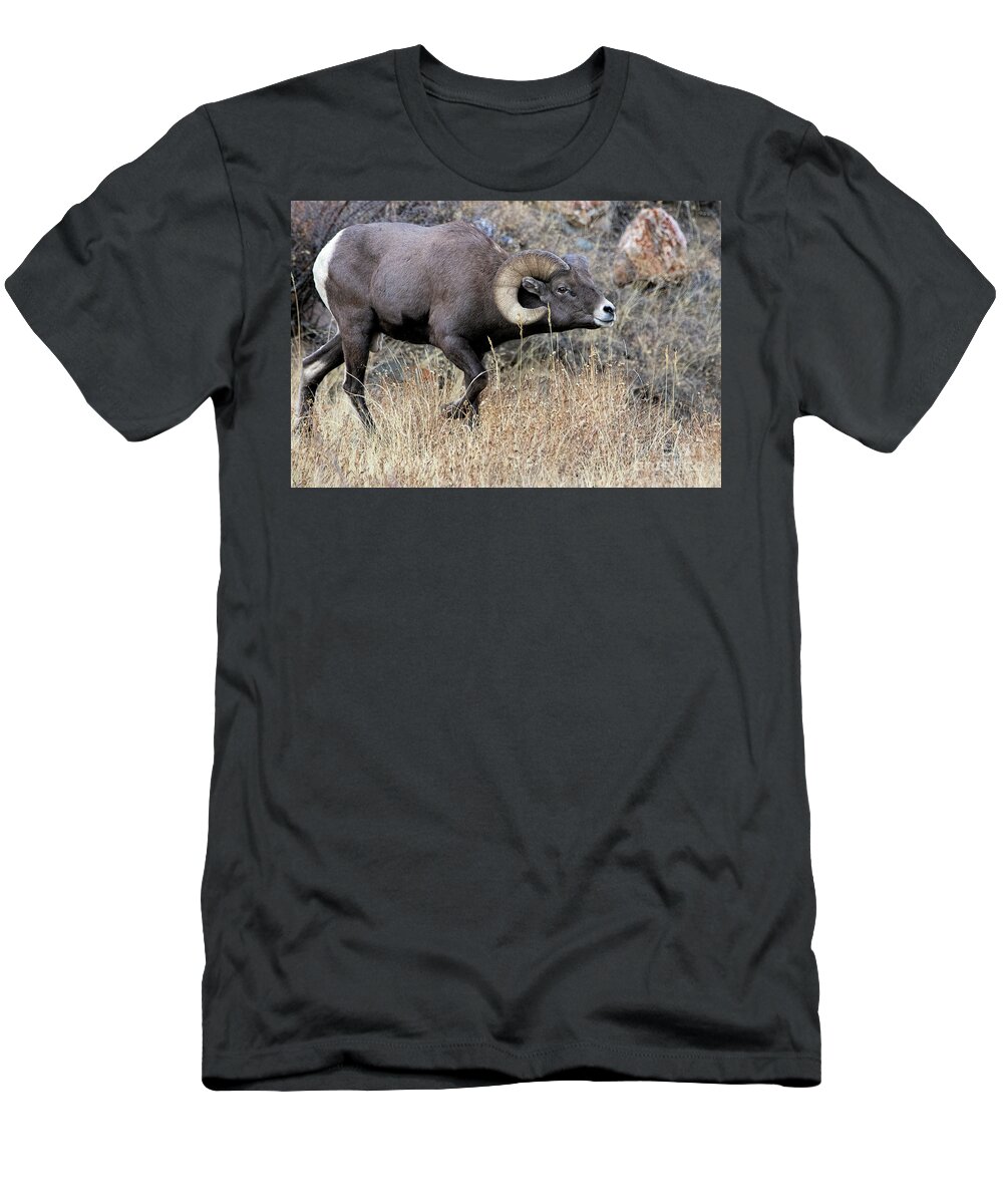 Bighorn Sheep T-Shirt featuring the photograph The Pursuit of Happiness by Jim Garrison